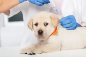 Cursos Profissionalizantes Presencial ou On-line na Faculdade Eleven - Curso de Auxiliar Veterinário