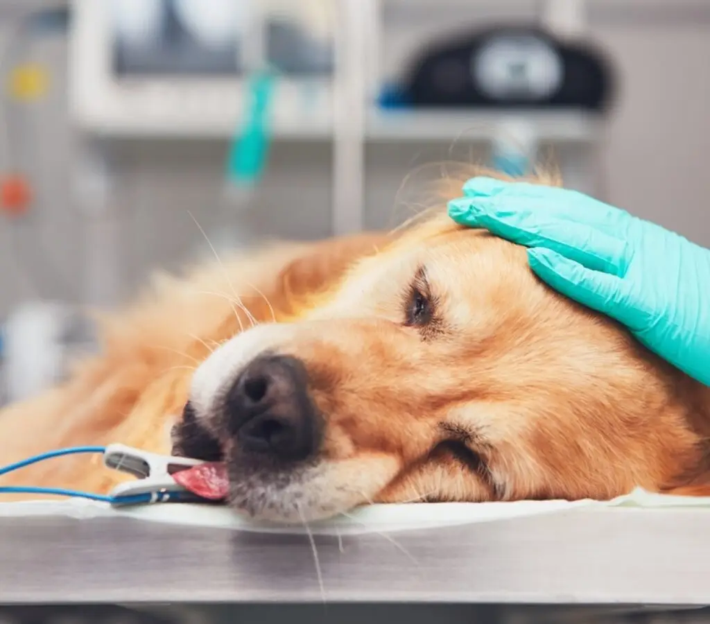 Cursos Profissionalizantes Presencial ou On-line na Faculdade Eleven - Curso de Auxiliar Veterinário