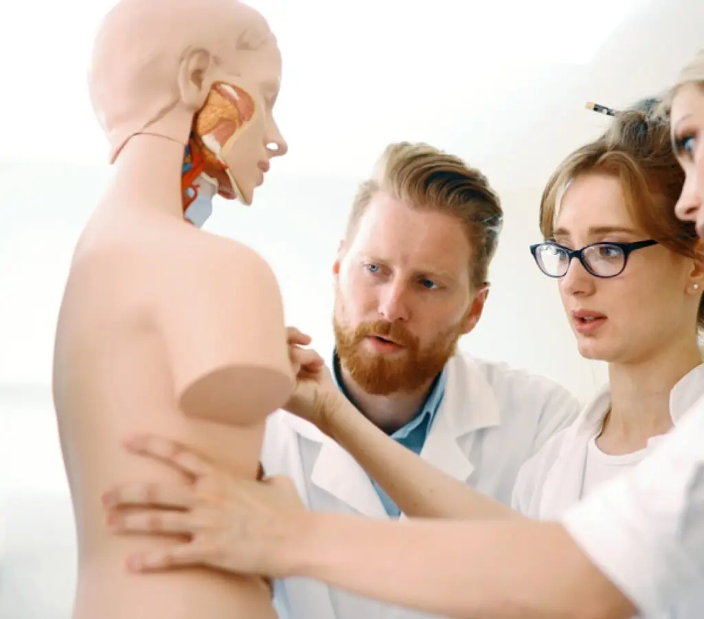 Cursos Profissionalizantes Presencial ou On-line na Faculdade Eleven. Curso de Anatomia e Fisiologia Humana