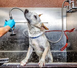 Profissional realizando banho e tosa em cachorro de pequeno porte