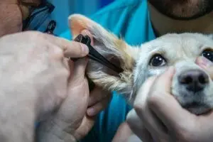Cursos Profissionalizantes Presencial ou On-line na Faculdade Eleven - Curso de Auxiliar Veterinário