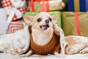 No Curso de Corte, Costura e Modelagem da Eleven, você irá aprender, totalmente na prática, a modelar e a confeccionar vários modelos de roupas para Pet.